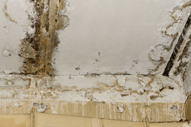 Best Mold Prevention Services  in Waltham, MA